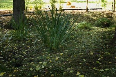 Žampach arboretum - dolní park - rybníček 09