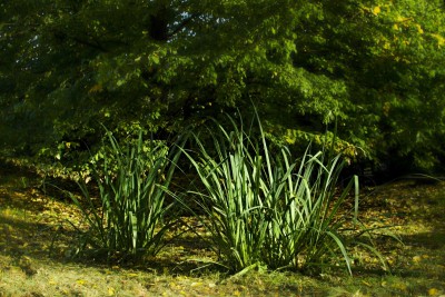 Žampach arboretum - dolní park - rybníček 12