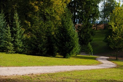 Žampach arboretum - dolní park - skupina Picea - smrky 01