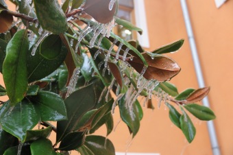 2018 Námraza ohrozila také Arboretum Žampach (3.12.)