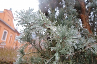 2018 Námraza ohrozila také Arboretum Žampach (3.12.)