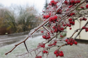 2018 Námraza ohrozila také Arboretum Žampach (3.12.)