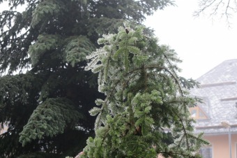 2018 Námraza ohrozila také Arboretum Žampach (3.12.)