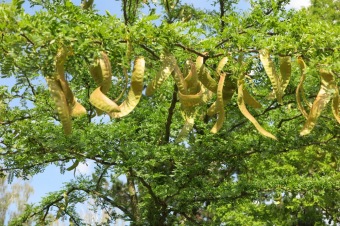 2018 Setkání členů Unie botanických zahrad ČR - Hamzova léčebna Luže Košumberk