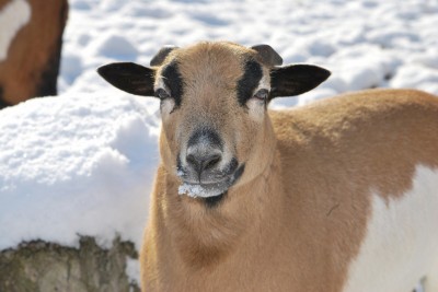 Žampach Arboretum - vnitřní areál - zookoutek - ovce kamerunské (2)