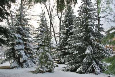 Žampach arboretum - vnitřní areál - zima 14