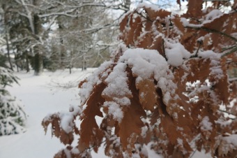 2018 Příchod zimy (12.12.)