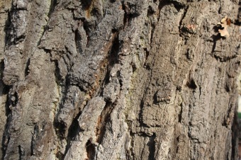 2019 Den stromů v Arboretu Žampach (22.10.)