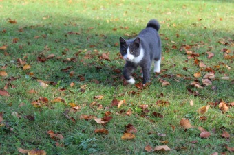 2019 Den stromů v Arboretu Žampach (22.10.)
