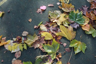 2019 Den stromů v Arboretu Žampach (22.10.)