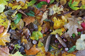 2019 Den stromů v Arboretu Žampach (22.10.)