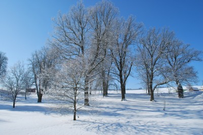 Žampach Arboretum - zima 2019 (32)