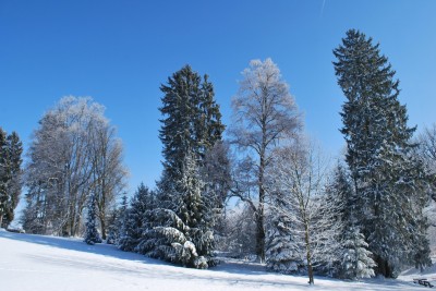 Žampach Arboretum - zima 2019 (37)