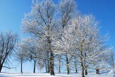 Žampach Arboretum - zima 2019 (39)