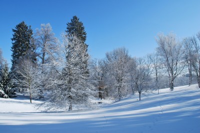 Žampach Arboretum - zima 2019 (40)