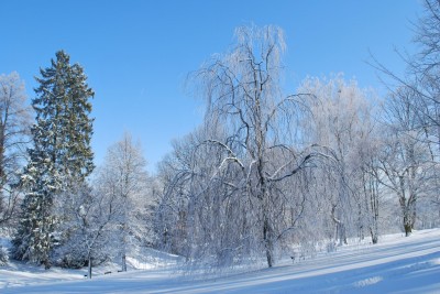 Žampach Arboretum - zima 2019 (51)