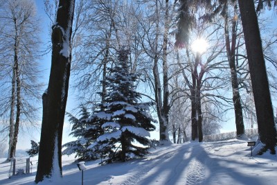 Žampach Arboretum - zima 2019 (52)