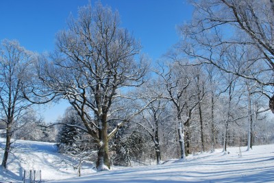 Žampach Arboretum - zima 2019 (58)