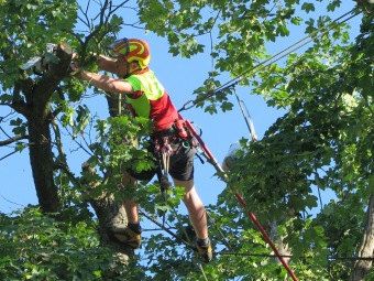 2019 Ošetření starého javoru u křižovatky (29.6.)