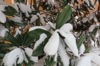 Zima 2019 - sněhová nadílka (8.1.)