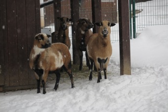 Zima 2019 - sněhová nadílka (8.1.)