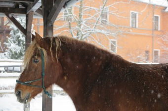 Zima 2019 - sněhová nadílka (8.1.)