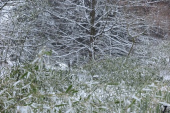 Zima 2019 - sněhová nadílka (8.1.)
