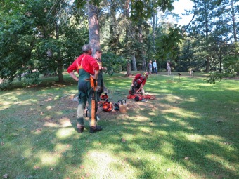 Smrk pichlavý podlehl nájezdům lýkožrouta...