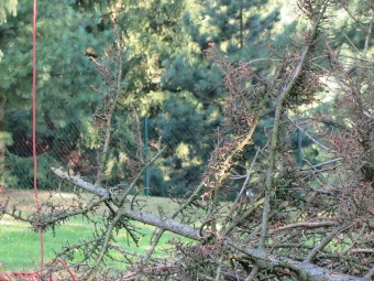 Smrk pichlavý podlehl nájezdům lýkožrouta...