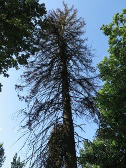 Smrk pichlavý podlehl nájezdům lýkožrouta...