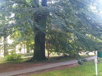2023 Památné stromy Arboreta Žampach