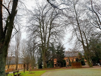 2020 Vyhlášené památné stromy Arboreta Žampach byly označeny