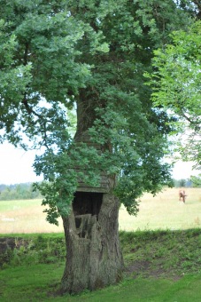 Quercus robur - dub letní - nejstarší strom Arboreta Žampach (dosud nevyhlášený za památný strom)