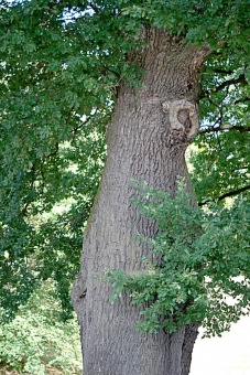 Quercus robur - dub letní - nejstarší strom Arboreta Žampach (dosud nevyhlášený za památný strom)