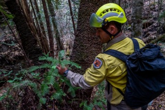 2020 - firefighting - Wollemia - This is incredible work from the NSW National Parks and Wildlife Service (NPWS) firefighters and the NSW Rural Fire Service.