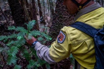 2020 - firefighting - Wollemia - This is incredible work from the NSW National Parks and Wildlife Service (NPWS) firefighters and the NSW Rural Fire Service.