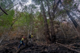 2020 - firefighting - Wollemia - This is incredible work from the NSW National Parks and Wildlife Service (NPWS) firefighters and the NSW Rural Fire Service.