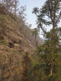 2020 - firefighting - Wollemia - This is incredible work from the NSW National Parks and Wildlife Service (NPWS) firefighters and the NSW Rural Fire Service.