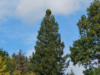 ____Pseudotsuga_menziesii_.jpg