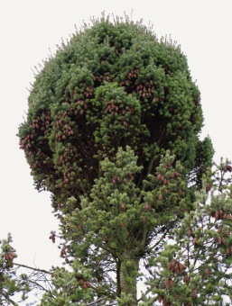 2021 Čarověník a Pseudotsuga menziesii - douglaska tisolistá v horním parku (fota z koruny stromů) v 11/2021