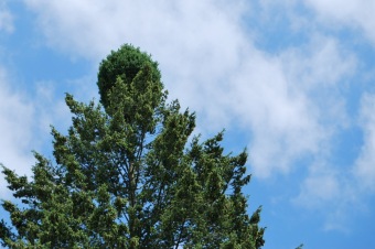 a_Pseudotsuga_menziesii_.png