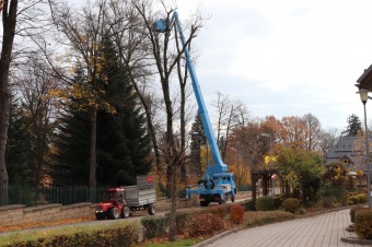 2021 Čarověník a Pseudotsuga menziesii - douglaska tisolistá v horním parku (fota z koruny stromů) v 11/2021