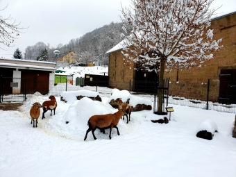 2021 Zima v Arboretu Žampach