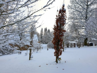 2021 Zima v Arboretu Žampach