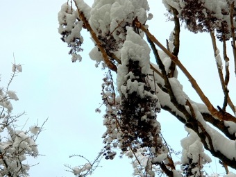 2021 Zima v Arboretu Žampach