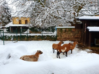 2021 Zima v Arboretu Žampach