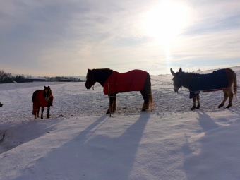2021 Zima v Arboretu Žampach