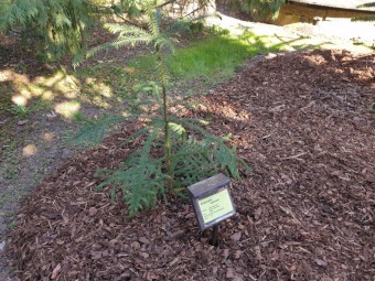 2023 Araucaria araucana (blahočet čilský) a Araucaria columnaris (blahočet sloupovitý)