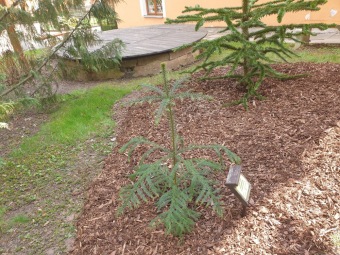 2023 Araucaria araucana (blahočet čilský) a Araucaria columnaris (blahočet sloupovitý)