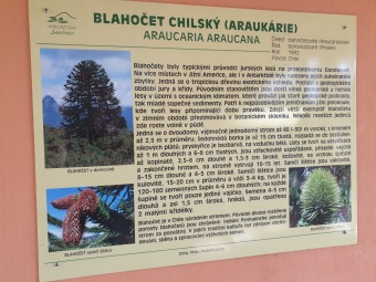 2023 Araucaria araucana (blahočet čilský) a Araucaria columnaris (blahočet sloupovitý)